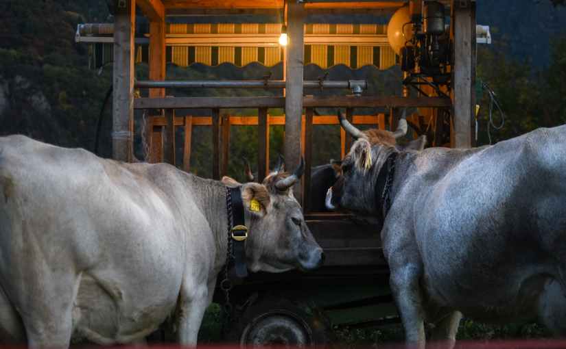Soigner les parasites chez les animaux de la&nbsp;ferme